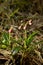 Chimaphila umbellata