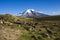 Chimborazo volcano and sheep