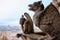 Chimeras gargoyles of the Cathedral of Notre Dame de Paris overlooking Paris,