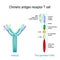 Chimeric antigen receptor T cell and Antibody molecule. IgE and CAR