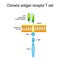 Chimeric antigen receptor T cell CAR