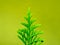 Chimese Arborvitae, Green leaf of Chimese Arborvitae, Orientali Arborvitae and blurred background