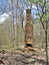 Chimney Standing along Black Ridge Trail