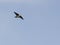 Chimney Swift