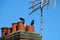 Chimney top birds