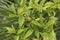 Chimonanthus praecox seed pods close up