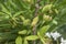 Chimonanthus praecox seed pods close up