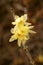 Chimonanthus Praecox (Wintersweet)