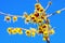 Chimonanthus praecox with yellow flowers