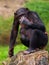 Chimp with a baby on her belly