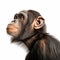 Chimp Chin Captivating Stock Photo Of A Gen Chimpanzee On White Background