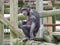 Chimp on climbing apparatus on logs in enclosure