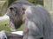 Chimp on climbing apparatus on logs in enclosure