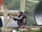 Chimp on climbing apparatus on logs in enclosure