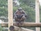 Chimp on climbing apparatus on logs in enclosure