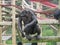 Chimp on climbing apparatus on logs in enclosure