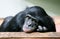 chimp Common chimpanzee (Pan troglodytes)