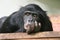 chimp Common chimpanzee (Pan troglodytes) stock, photo, photograph, image, picture