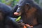 Chimp eats veggies 2