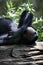 Chimp laying on a rock at the zoo