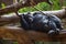 Chimp lying on Tree Trunk and relaxing