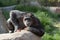 Chimp on a rock