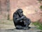 Chimp Sitting