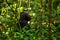 A chimp sitting on the ground in Kibale forest