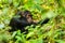 A chimp sitting on the ground in Kibale forest