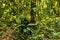 A chimp sitting on the ground in Kibale forest