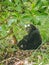 Chimp sitting on ground under tree