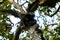 A chimp is sitting on a tree in the Kibale forest