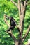 Chimp on tree