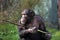 Chimp using a stick