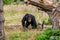 Chimp youngster in nature