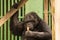 Chimpanzee - African monkey