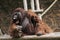 Chimpanzee angry at the zoo bandung indonesia