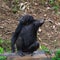 Chimpanzee,animal with brains nearby mankind