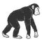 Chimpanzee animal. Sketch scratch board imitation. Black and white.