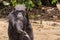 Chimpanzee asking for food