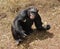 Chimpanzee baring teeth