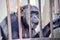 Chimpanzee Behind the Bars Pan Troglodytes Sad Monkey  in Zoo with no Space