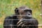 Chimpanzee behind an electric fence in the wild at Ol Pejeta Conservancy in Nanyuki, Kenya