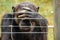 Chimpanzee behind an electric fence in the wild at Ol Pejeta Conservancy in Nanyuki, Kenya