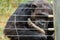 Chimpanzee behind an electric fence in the wild at Ol Pejeta Conservancy in Nanyuki, Kenya