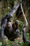 Chimpanzee Bonobo with a cub.