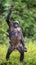 Chimpanzee Bonobo mother with child standing on her legs and hand up. The Bonobo ( Pan paniscus)