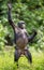 Chimpanzee Bonobo mother with child standing on her legs and hand up. The Bonobo ( Pan paniscus)