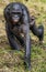 Chimpanzee Bonobo mother with a cub