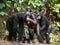 Chimpanzee bonobo ( Pan paniscus)